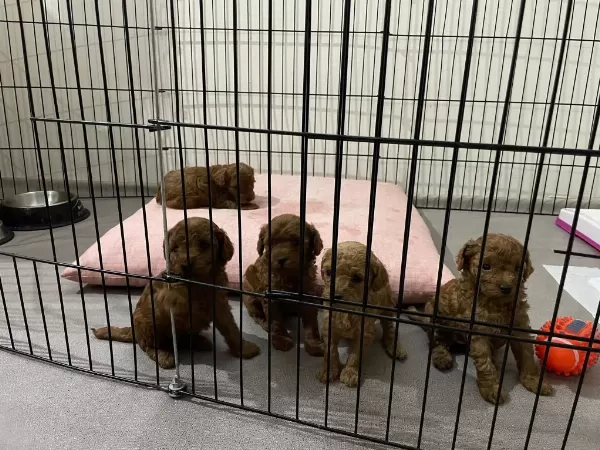 Orjinal Red Brown Kore Poodle Yavrular