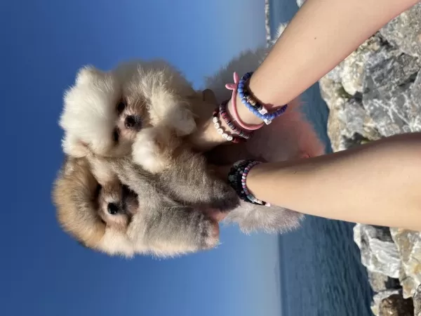 Oyuncak Surat Pomeranian Boo