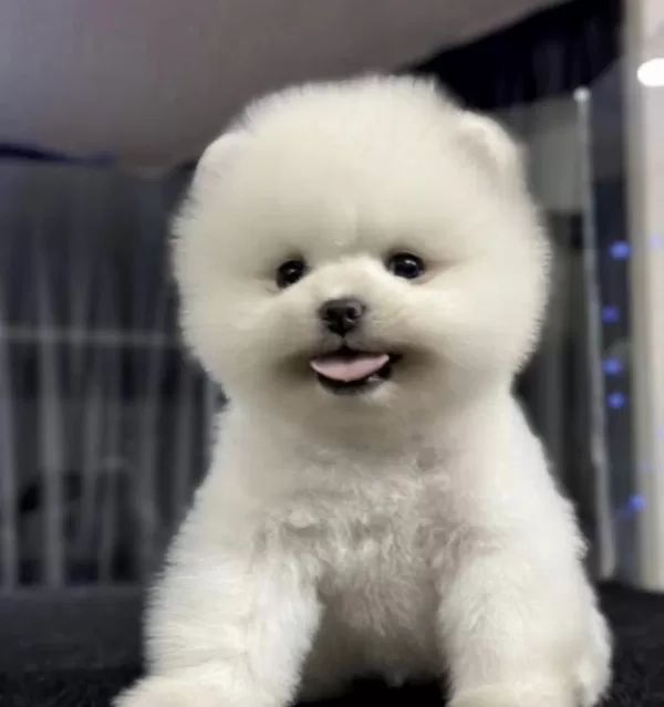 Pomeranian Boo Yavrusu