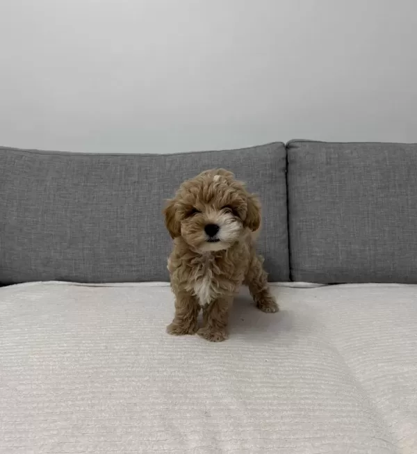 Ev Doğumlu Poodle Yavrum
