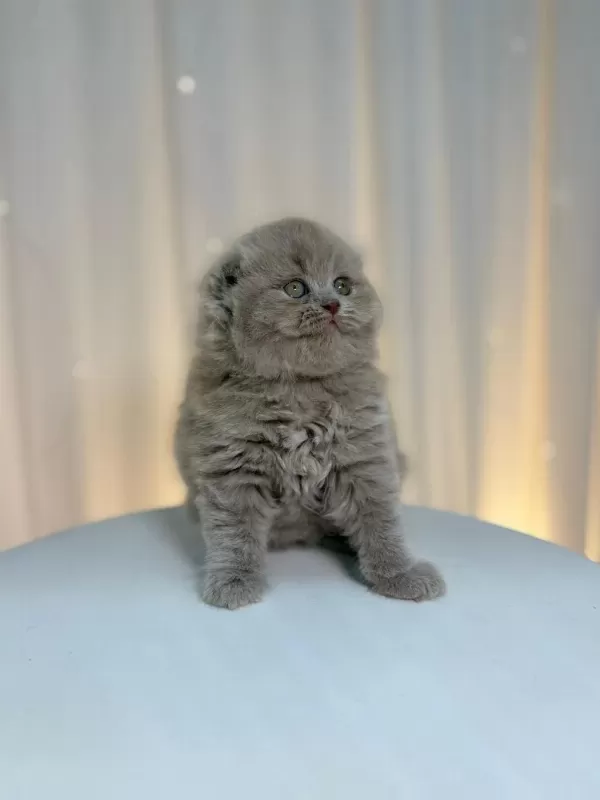 İrk Ve Sağlik Garantili Scottish Fold Yavru