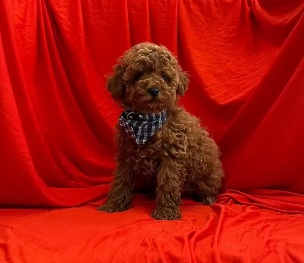 Safkan Toy Poodle Yavrularımız