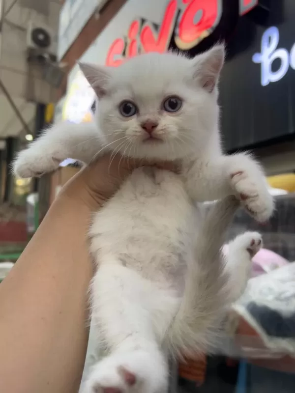 British Shorthair Golden Point Dişi Erkek Kardeşler