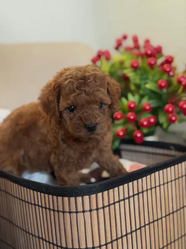 Kore Poodle Bebeğimiz