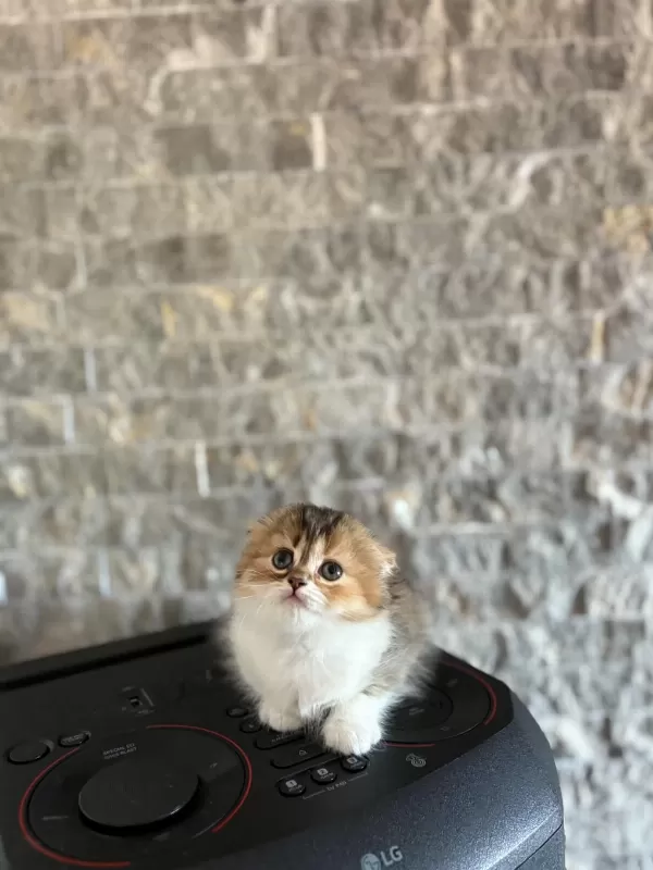Scottish Fold Sevimli Yavrularim