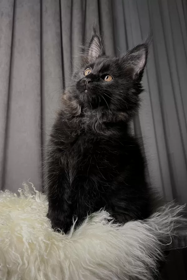 Özel Kalite Maine Coon Dişi
