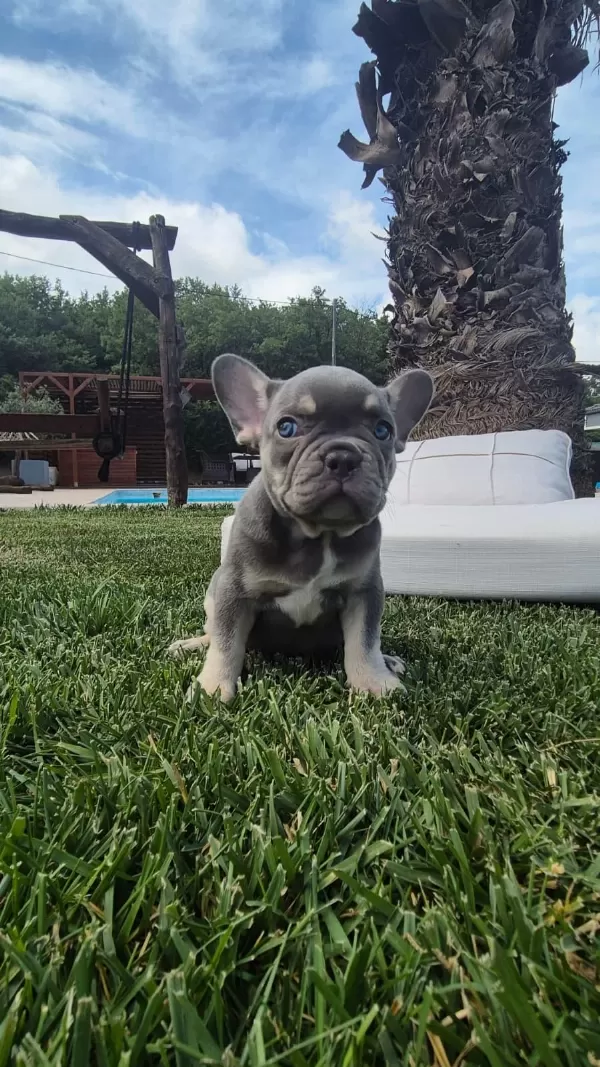 Blue French Bulldog Yavruları İstanbul