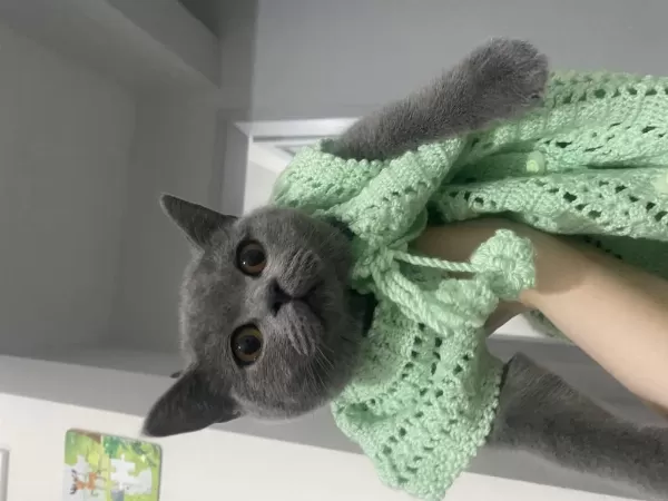 Sosyal British Shorthair