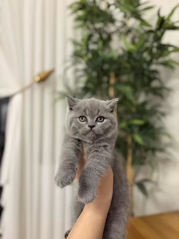 British Shorthair Yavrular