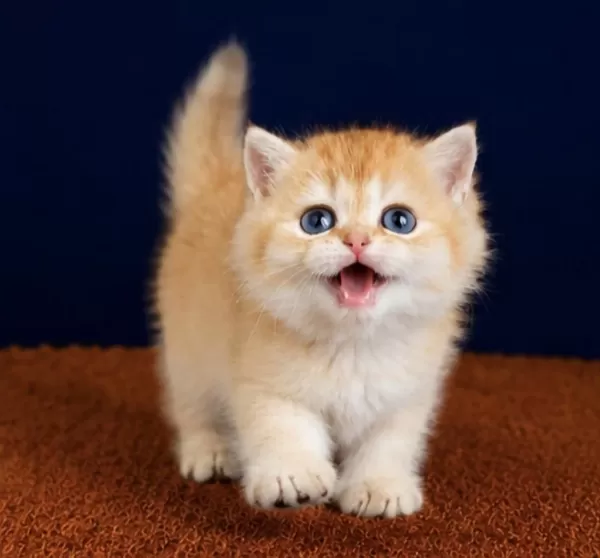 British Shorthair Ve Longhair Golden Yavrular