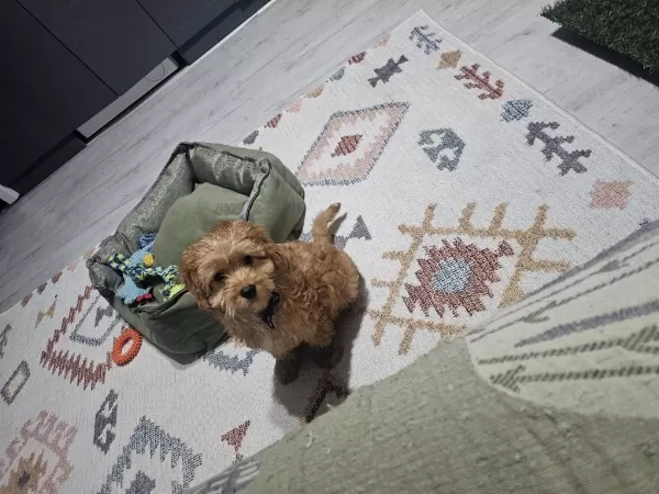 Harika 4 Aylık Maltipoo