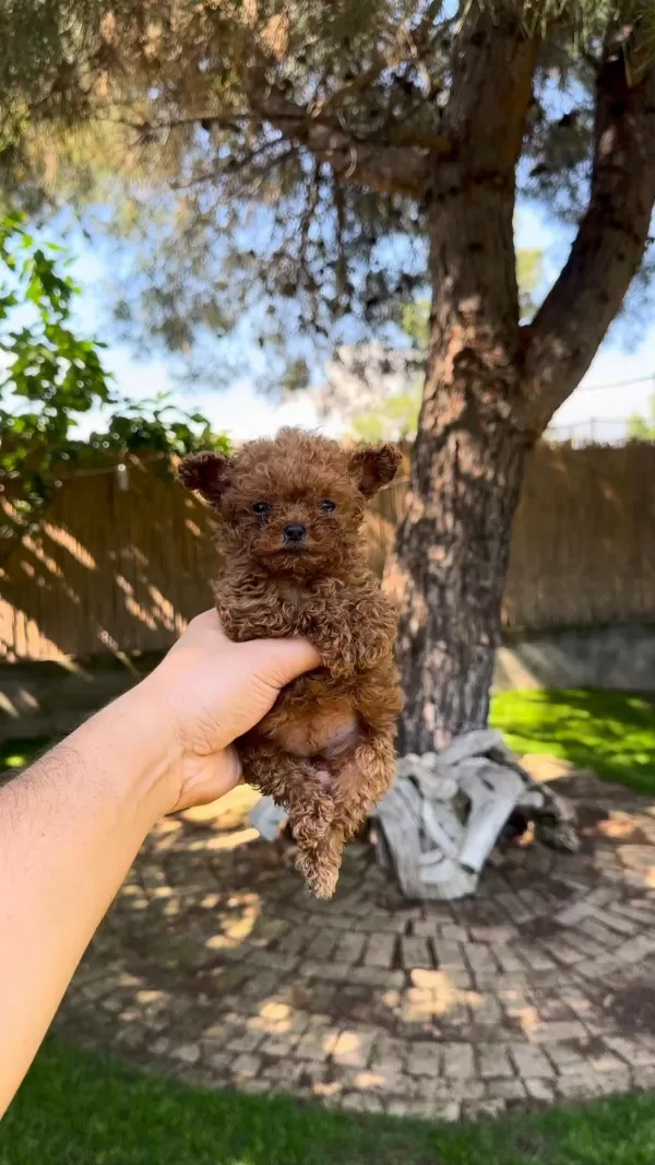 Tea Cup Poodle Yavrularımız