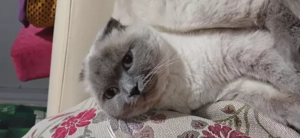 Scottish Fold Blue Point Sahiplendirme