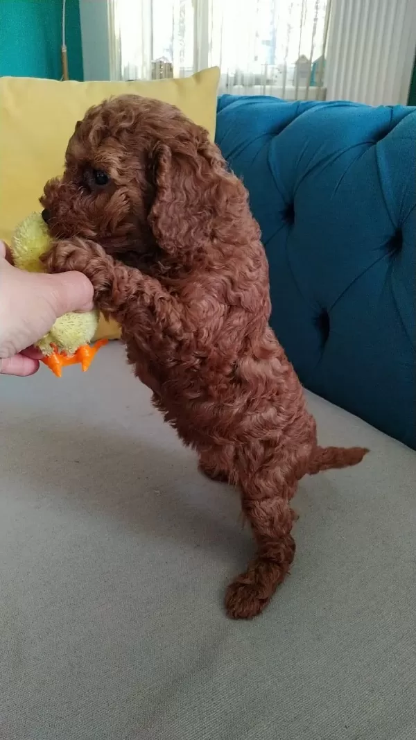 Show Kalite Toy Poodle Lar Petmode Köpek Çiftliğinde