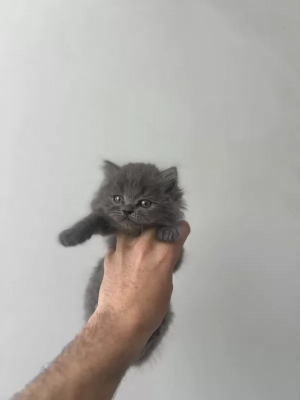 Kedilerimiz Hakkında Bilgi İçin İletişime Geçebilirsiniz