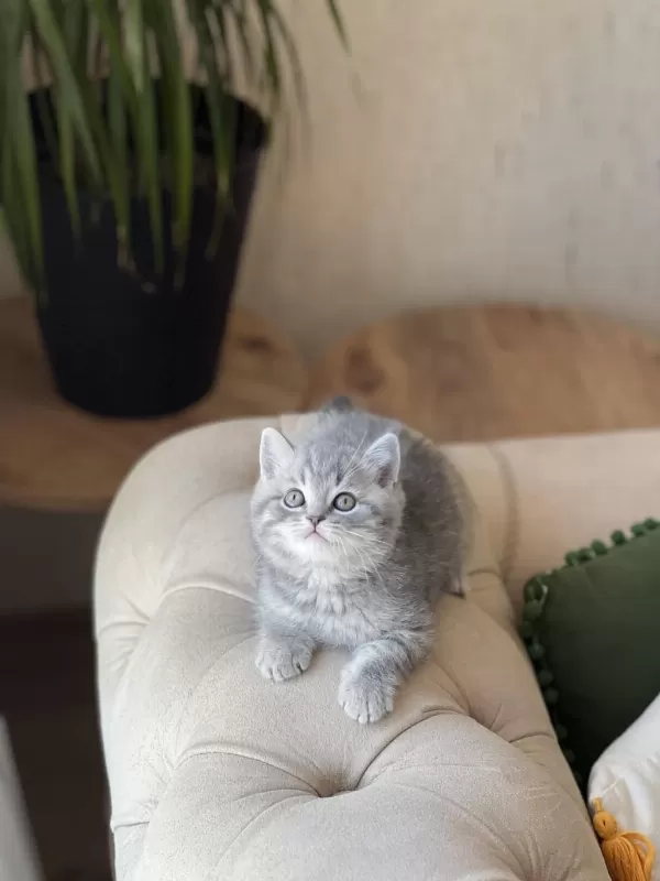 Ayi Surat British Shorthair Yavrum