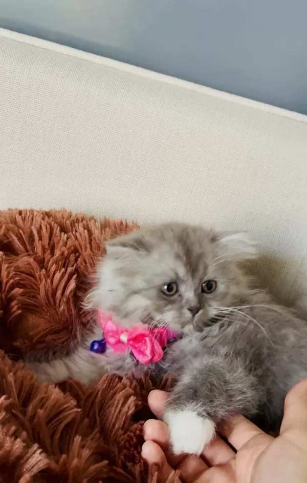 British Longhair 2 Aylık