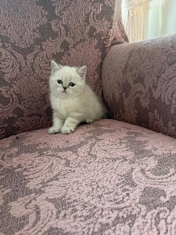 British Shorthair Blue Point