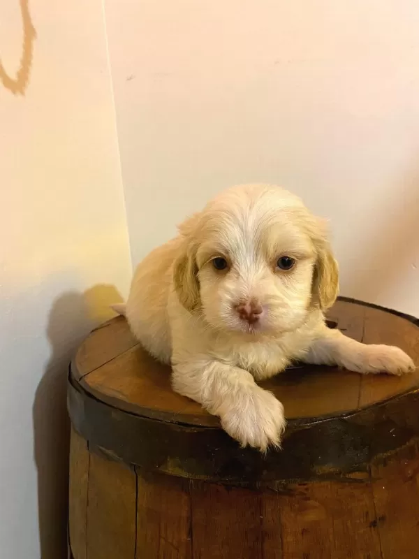 Topak Gibi Maltipoo Yavrularımız