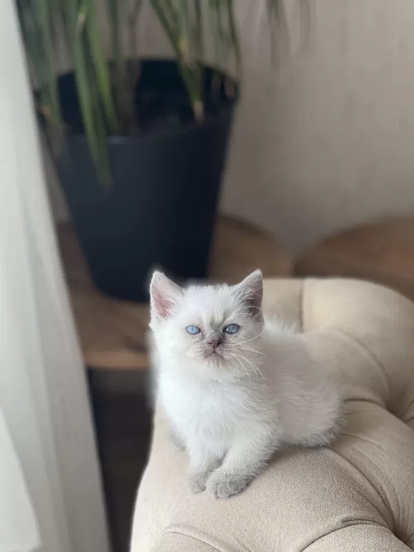 A Kalite British Shorthair Blue Point