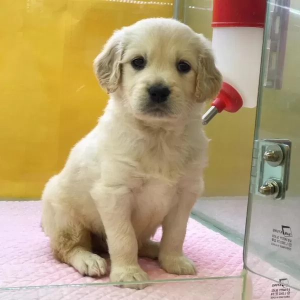 Golden Retriever Yavrulari