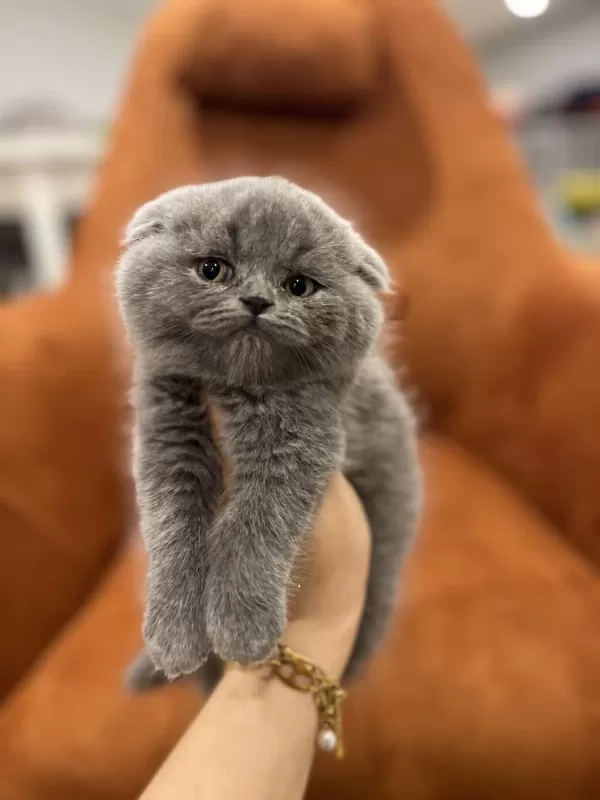 Scottish Fold Gri Yavrularim