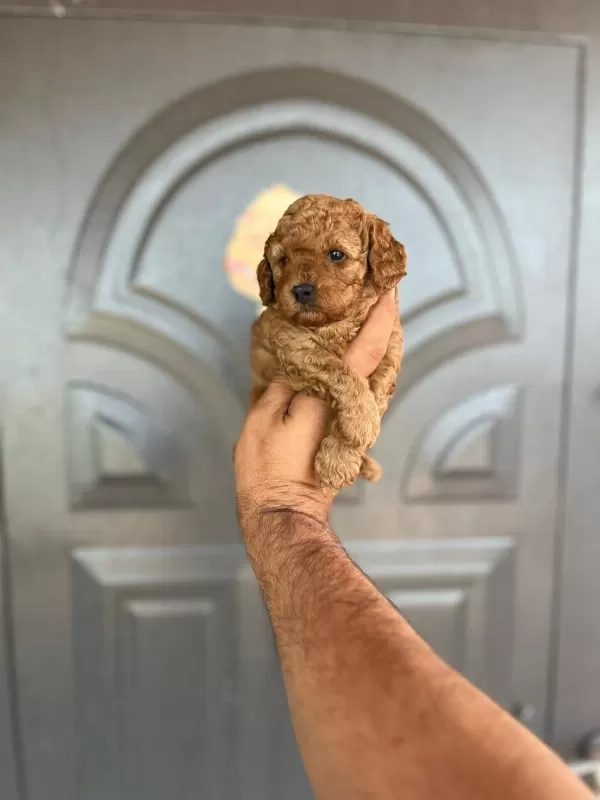 Harika Toy Poodle Yavrular