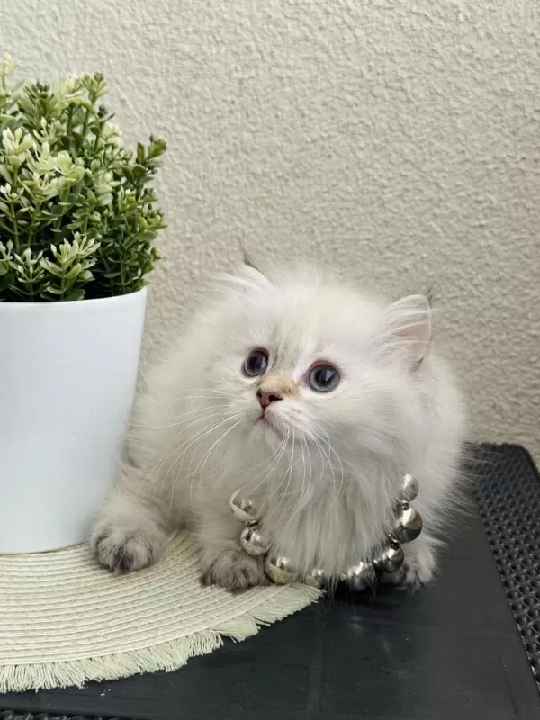 British Longhair Silver Point Yavrular