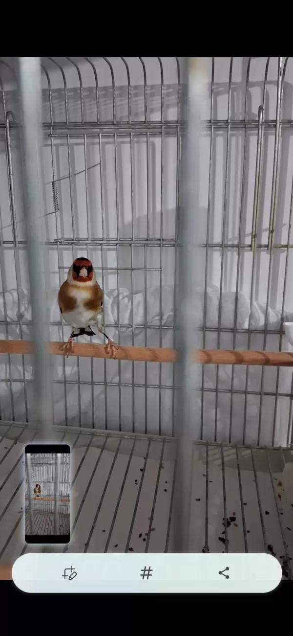 Harika Erkek Saka Kuşu