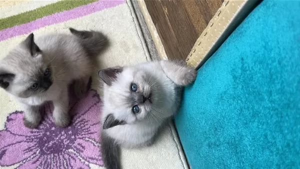 2 Aylık Yavru Kedimize Yeni Yuva Arıyoruz