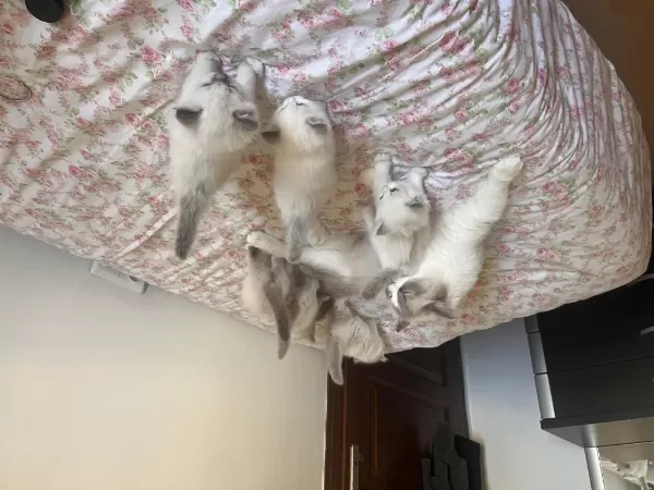 Harika Ragdoll Yavruları
