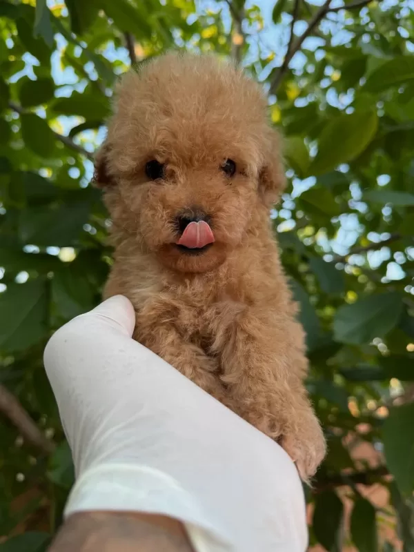 Toy Poodle Bebekleri