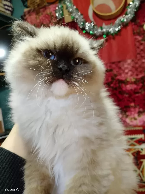 Ragdoll Seal Mitted Erkek Yavrum Ailesini Arıyor