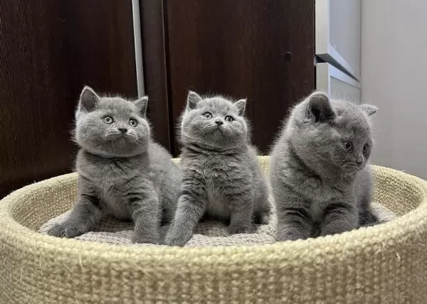 British Shorthair Yavrularim