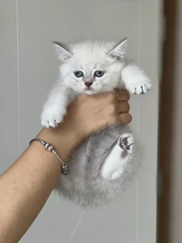 Hemen Teslim British Shorthair Yavrum