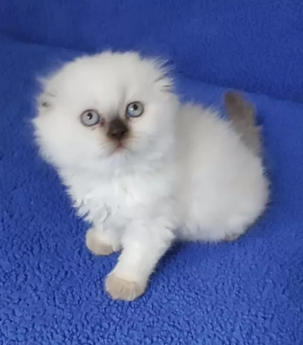 Teslime Hazir Mükemmel Bir Scottish Fold