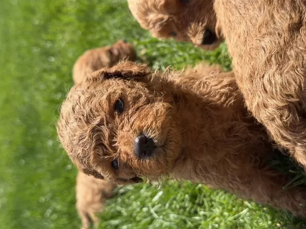 Sağlıklı Poodle Bebeklerim