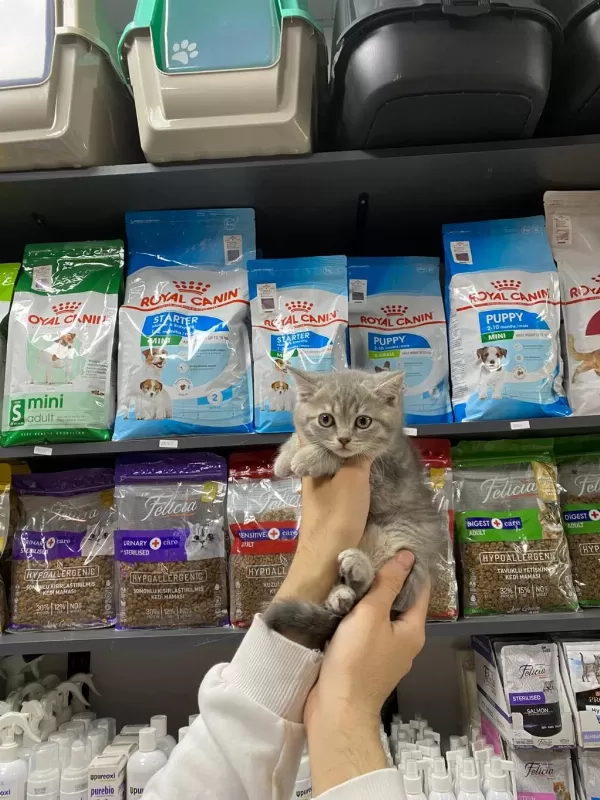 Dişi Ve Erkek Silver Tabby Bebek British Shorthair