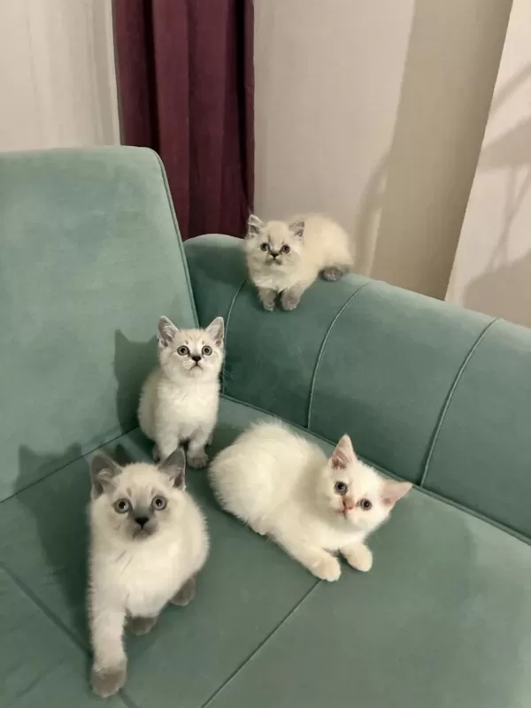 Mükemmel Güzellikteki British Shorthair Yavrular