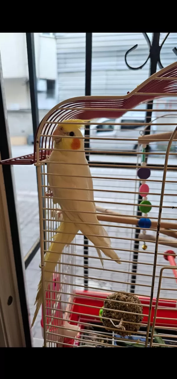 Lutino Sultan Papağanı