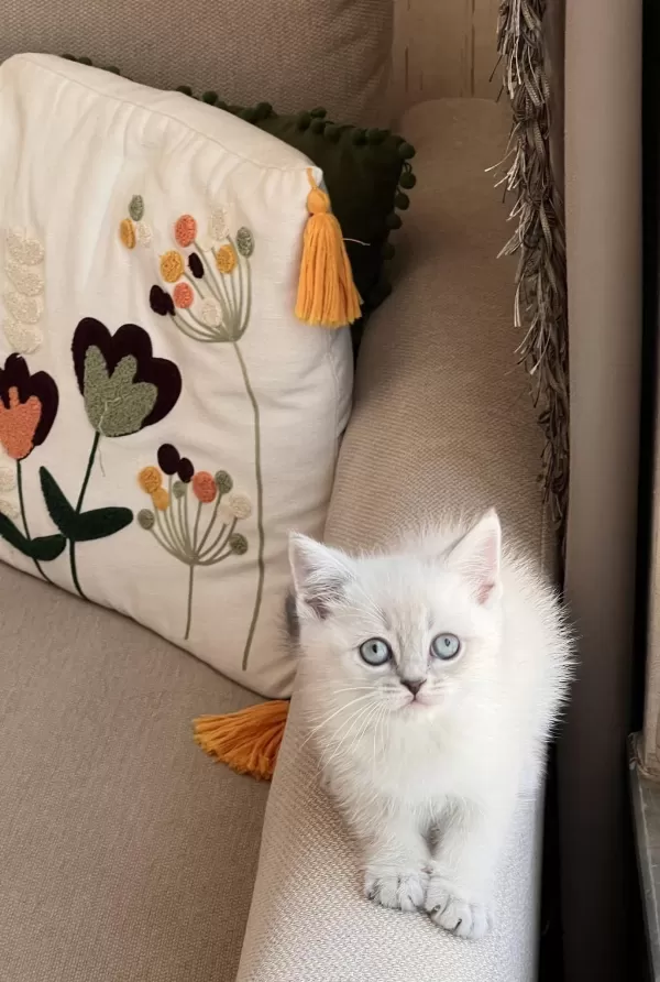 Sevecen Oyuncu British Shorthair Yavrular
