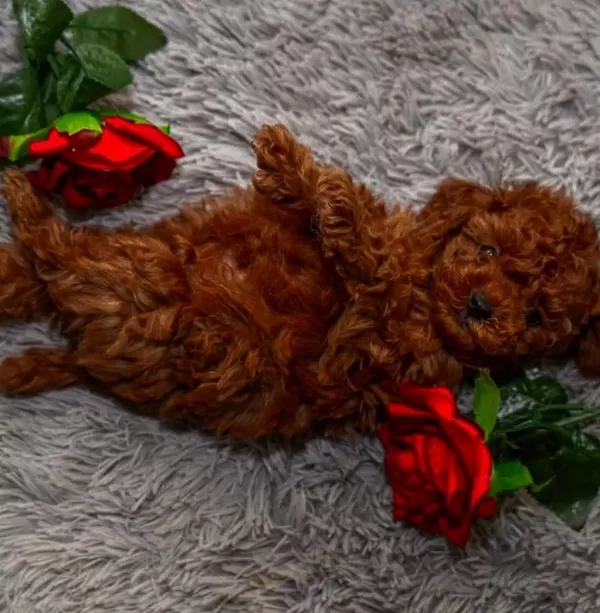Toypoodle Yavrularımız