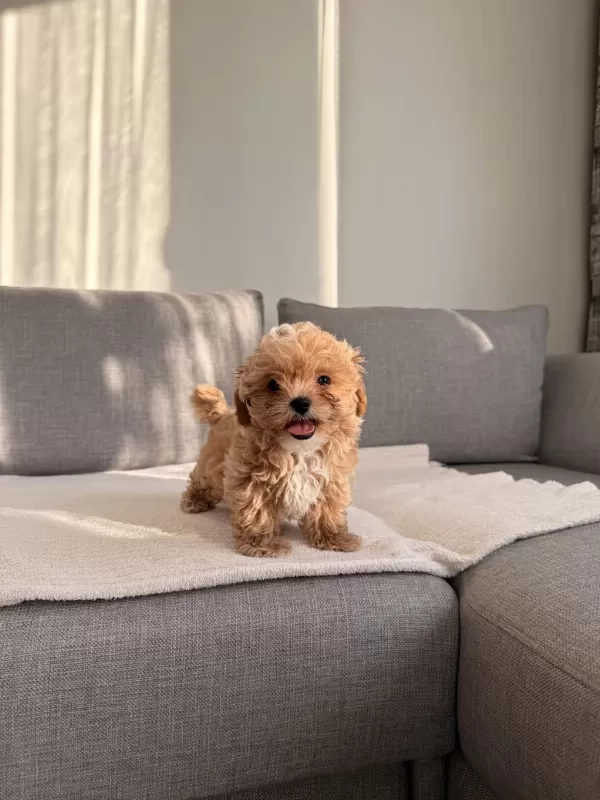 İrkının En Kaliteli Yavrusu Ev Doğumlu Poodle Bebeğim