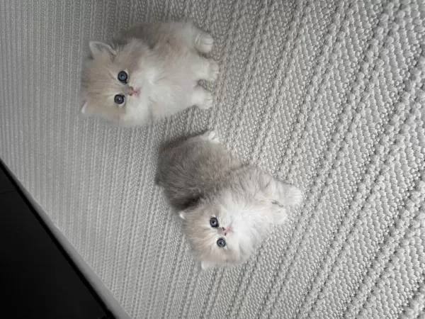 British Longhair Erkek