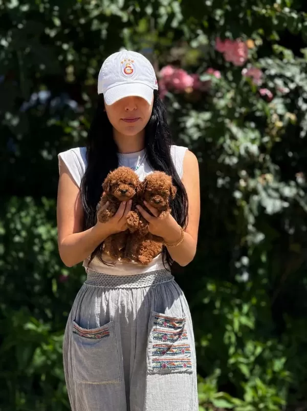 Teacup Korea Poodle Aşili Eğitimli
