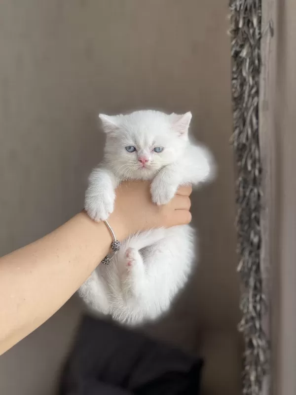 Boncuk Gözlü Ayi Surat British Shorthair Yavrum