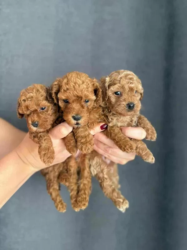 Biblo Güzelliğine Sahip Gerçek Red Toy Poodle