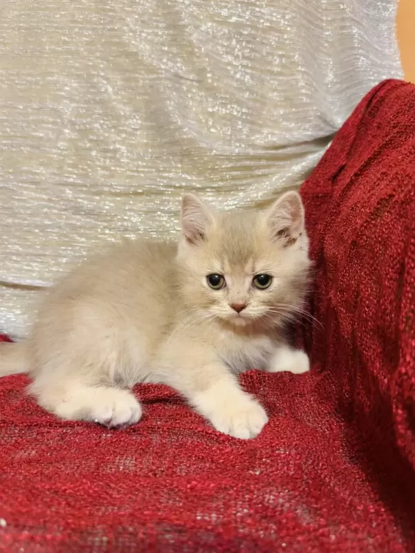 Sütten Kesilen Safkan British Longhair Bebekler