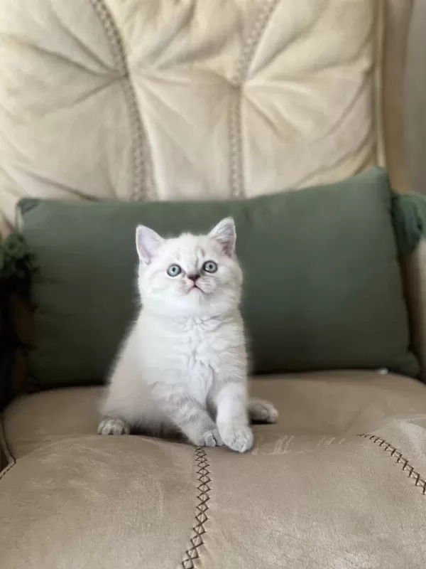 Teslime Hazır Safkan Bebeğim