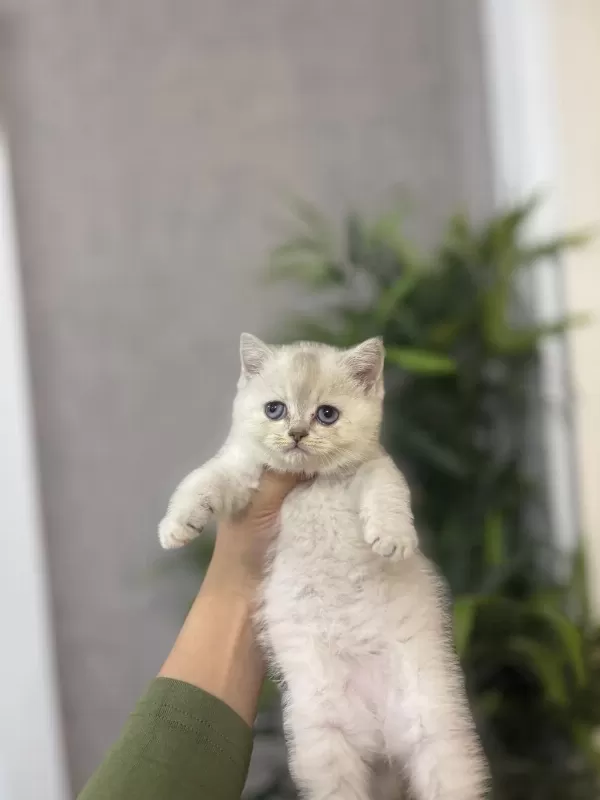 Birbirinden Güzel British Shorthair Yavrularim